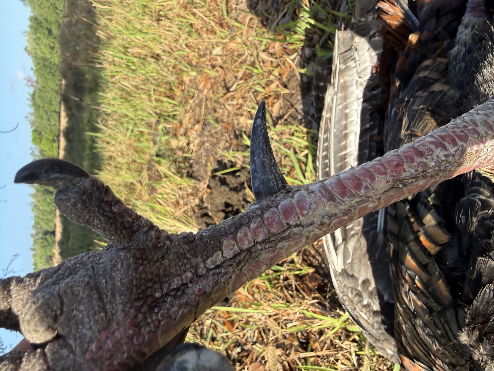 South Florida hunt - Photo 1