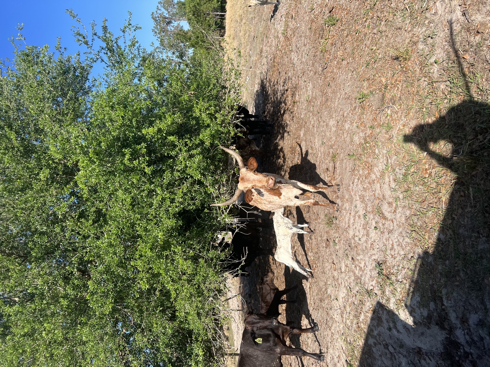 South Florida hunt - Photo 9